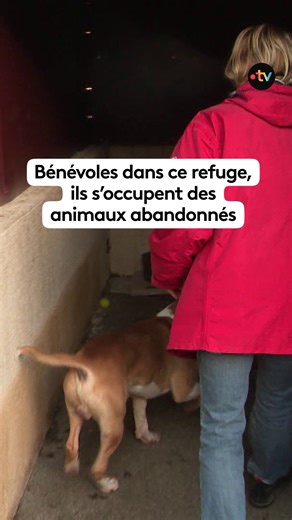 Ce refuge accueille des animaux abandonnés ou errants, amené par les forces de l'ordre ou par leurs propriétaires. Les bénévoles les prennent en charge, s'en occupent et leurs prodiguent les soins nécessaires pour les aider à surmonter ce bouleversement 🐕🐱 | France 3 Alsace