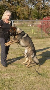 348K views · 8.2K reactions | Will your dog drop it—no matter what 'it' is? Teaching a solid 'drop it' or 'leave it' command is essential for safety, convenience, and leadership. In this reel, we cover how to get your dog to release anything in their mouth every time. It could save their life—and shows you’re in charge! 領 #DropItCommand #DogTrainingTips #LeadershipTraining #ReliableRecall #SafetyFirst | Shannon Walker Dog Trainer | Facebook