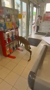 2.9M views · 1.9K reactions | With some human help it made a frantic escape into the wild. | The Mirror | Facebook