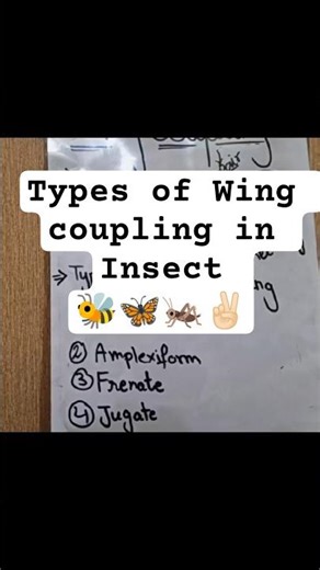 Wing coupling in Insect 🐝.Types, Subscribe to detail video 📸 #entomology #bio #zoology #shortsfeed