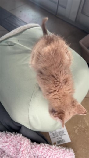 10K views · 791 reactions | If Yelp reviews had sound  . Linus has...