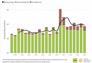 What are the Amazon's 'flying rivers’ – and how does deforestation affect them?