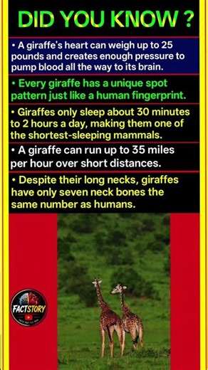 You Won't Believe These Amazing Giraffe Facts