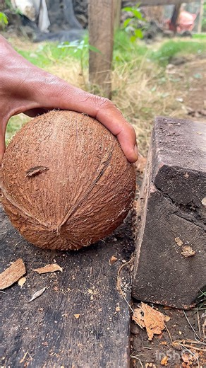 1.4M views · 2.9K reactions | Smart way to remove black coconut from its shell #coconut #satisfying | Handika Amiranto New | Facebook