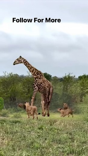 2.1K views · 16 reactions | Donkey v Lions | Final Man | Facebook