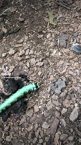 Hickory Horned Devil giant caterpillar. #educational #wildlife #caterpillar #regalmoth | Brian Blazer