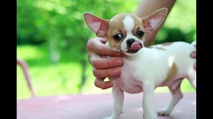 Are Chihuahuas Originally From Mexico?