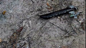 Black slug moves slowly across ground through fallen twigs and leaves. A few leaves stuck to its back.