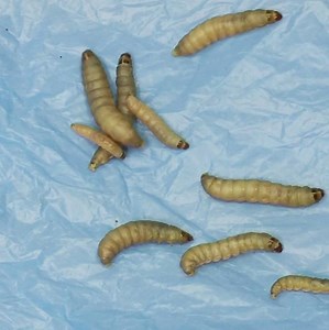 429K views · 1.3K shares | How wax worms could eat their way to a cleaner planet. | Seeker by The Verge | Facebook