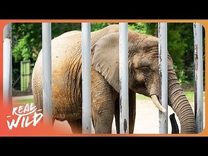 Exposing the Shocking Neglect of Rare Asian Bull Elephants
