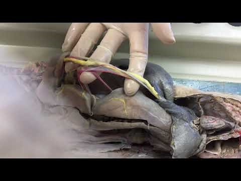Shark Dissection (Detailed Circulatory System)