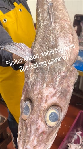 Eatmorefish.ie @ Gannet Fishmongers on Instagram: "🐟 BLUE LING 👉 Firm, clean, and beautifully flaky — it holds together in the pan and eats more like a premium restaurant-grade white fish. Why does it feel different to Common Ling ? It lives deeper and grows slower, which gives the flesh a denser, more refined structure. The flavour stays mild and clean — just with a bit more polish. Best way to cook it: Simply 🔥 Quick pan-fry — hot pan slightly greased, season, 2–3 minutes per side, lower th