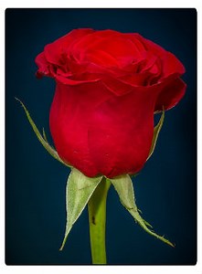 Eine Rose aus Geld falten - Anleitung