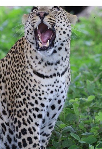 Seeing a leopard eating grass is rare and fascinating — but it’s actually a natural behavior. The African leopard, scientifically known as the Panthera pardus, is a strict carnivore. However, when you see it chewing grass, it’s usually for one of these reasons: 🌿 Why Would a Leopard Eat Grass? 1. Aids Digestion – After feeding on prey (especially fur, bones, and hooves), grass can help irritate the stomach lining and trigger vomiting to remove indigestible material. 2. Clearing Parasites – Gras