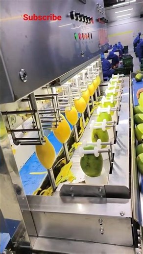 Mango Peeling Machine Working | Food Industry Automation#trending #shorts #mechx1