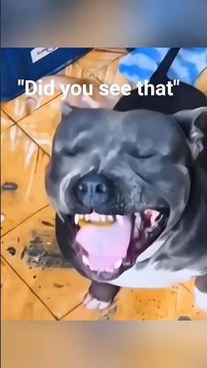 The best Ranking funniest dog moment | tdfunnystudio