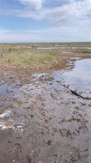 17K views · 444 reactions | Big gator on the prowl! #alligator #louisiana | Anna The Archer | Facebook