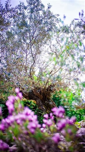 美しさと力強い木々🌲🌳 #高知#モネの庭#高知県#観光#フォトジェニック #photography #カメラ #camera #初夏#5月