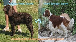 American Water Spaniel vs. Welsh Springer Spaniel: A Breed Comparison