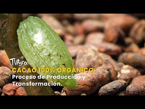 100% Organic Cocoa: Production and Transformation Process - TvAgro by Juan Gonzalo Angel