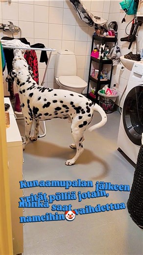 90 reactions | #dalmatian #dog #varas #thief | Kirsi Koponen | Facebook