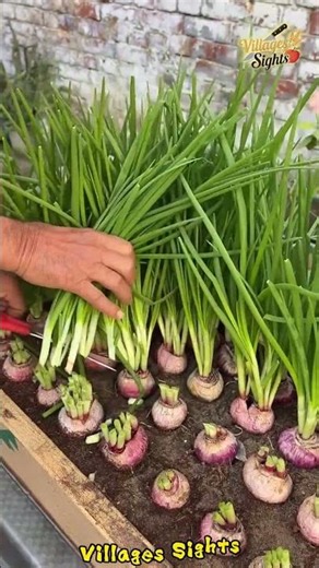 This way, you can harvest several crops of onions from one plant! Home gardening tips 👍🧅