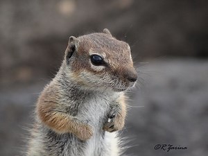 European ground squirrel - Alchetron, the free social encyclopedia