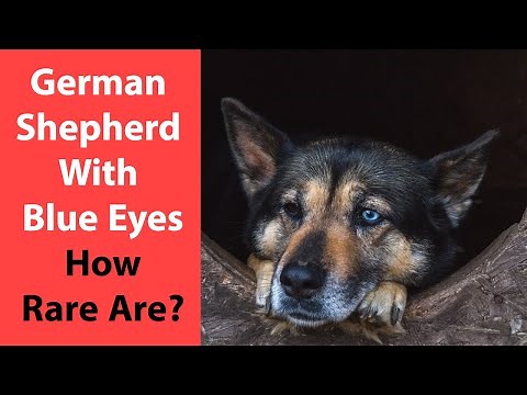 German Shepherd With Blue Eyes: How Rare Are?