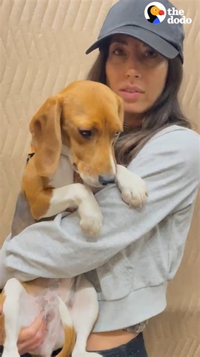 2.3M views · 103K reactions | She won’t leave the corner of her foster mom’s couch — until she gets a MASSIVE tennis ball  Ella & Lori on Instagram: https://thedo.do/lorlorindahouse | The Dodo | Facebook