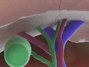 Ανατομία και λειτουργία του ήπατος