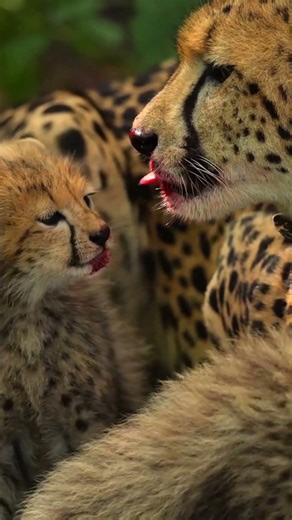 “Speed, strength, survival — welcome to the wild.” #shortsvideo #yt #edits