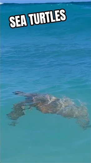 You HAVE to do this in Barbados! (Swimming with Turtles) #BarbadosTravel #TravelGoals #Shorts