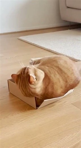 Calculation Error: 404 Jump Not Found! 😂🐈