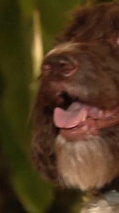 1.7K views · 21 reactions | A Pittsburgh couple's dog got them quite in the predicament last month. Their beloved goldendoodle named Cecil ate thousands of dollars in cash! Learn how it happened. | WBAL-TV 11 Baltimore | Facebook