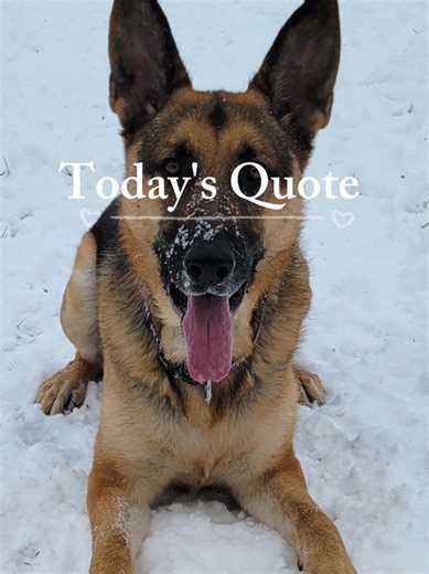 Know your worth. If they don’t see it, that’s not your job to fix — Hudson Jack🐾❤️ #dogsofttiktok #germanshepherd #selfcare #knowyourworth