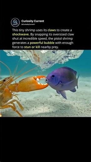 The shrimp that creates shockwaves