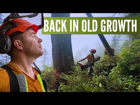 Back in a Heli-Logging camp | Trigvi - Forestry Forum