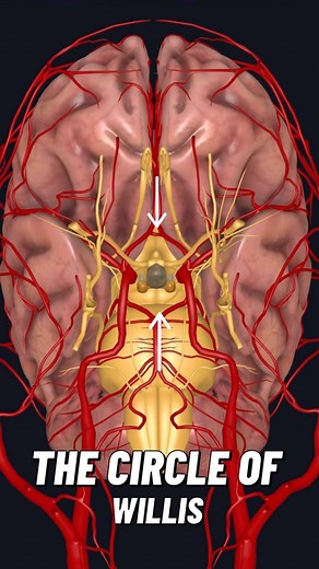 The Circle of Willis sits in the subarachnoid space around the base of the brain, encircling the optic chiasm and the pituitary stalk. It’s formed by a network of arteries that link the anterior and posterior circulations. The internal carotid arteries enter the brain and give rise to the anterior cerebral arteries, which are connected across the midline by the anterior communicating artery. The internal carotids also give off the middle cerebral arteries, which do not contribute directly to the