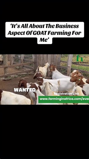 How much do you know about the business of goat farming? Do you know Ghana imports millions of dollars worth of goat meat yearly? #farminginafrica #semanhyiafarms #livestockfarming #livestockfeed #bootcamp | Farming In Africa