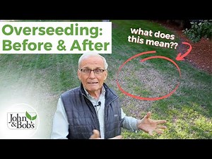 Overseeding Lawn in the Spring Update | Before & After