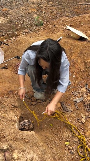 Smart Farming Amazing Bird Trapping Technique #snake #fishing
