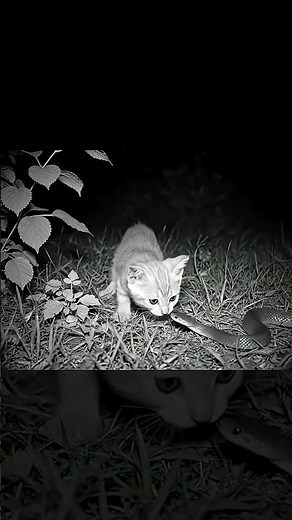 Kitten 🐱🌿 Meets a Venomous Snake 🐍 — Curiosity Almost Kills the Cat!