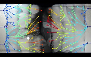 哈佛大学实验揭示细菌的进化潜力