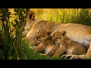 1 Hour of Relaxing Lion Cub Ambience | African Savannah Music for Calm & Sleep