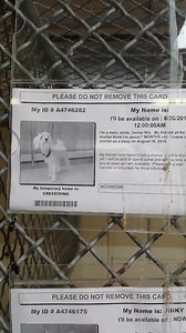 21 reactions · 26 shares | Take a look at this 7 month old pup and...