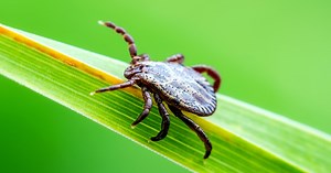 Summer illnesses to watch for in 2023: Covid, HMPV, Lyme Disease and more