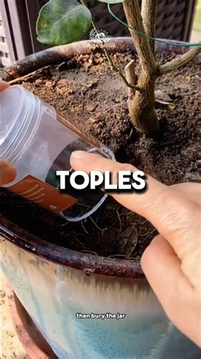 Komposter Mini Sederhana dari Toples Bekas