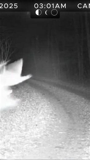 giant deer caught moving at 3am #wildlife #outdoors