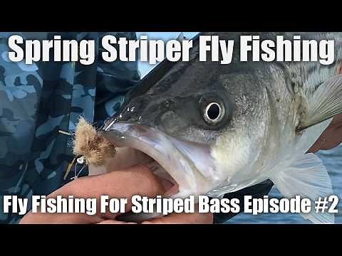 An In-depth Guide About Spring Striper Fly Fishing. Fly Fishing For Striped Bass: Episode #2