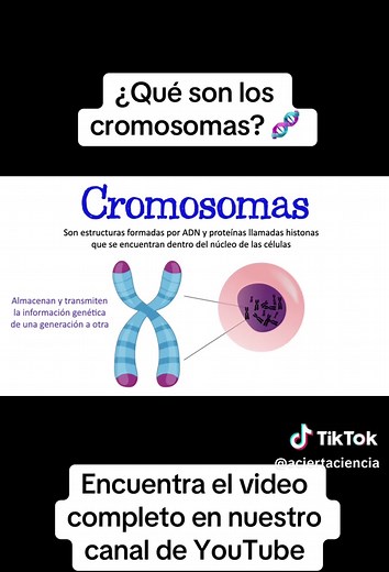 ¿Qué son los Cromosomas? Descubre su Importancia